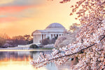 Cherry Blossoms Washington DC Canvas Print - Custom Printed Fine Art Print, Washington DC lovely with Cherry Blossoms