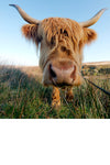 Highland cow photo canvas, Highland cow, Wildlife cow canvas, Highland cow wall art, Wildlife wall art, Animal print canvas