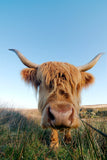 Highland cow photo canvas, Highland cow, Wildlife cow canvas, Highland cow wall art, Wildlife wall art, Animal print canvas