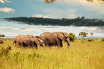 African Elephant canvas, Printed on Canvas, Nature canvas, Elephants Canvas Print, Animal wall art, Zoo animals, Elephant photo print