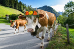 Cow with Cowbell and flowers photo canvas, Cow wall art, Wildlife cow canvas, , Wildlife wall art, Animal print canvas