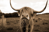 Highland cow sepia photo canvas, Highland cow canvas sepia, Wildlife cow canvas, Highland cow wall art, Wildlife wall art,