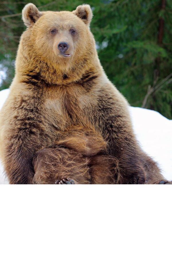 Brown Bear Wildlife canvas,  Animal print canvas
