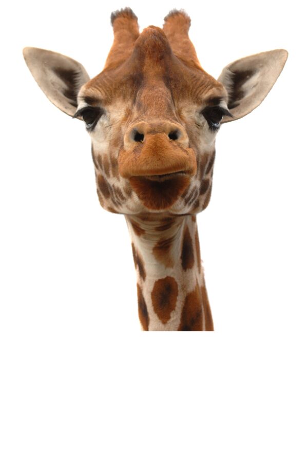 Giraffe photo canvas, Africa giraffe, Wildlife giraffe canvas, Giraffe wall art, Wildlife wall art, Animal print canvas