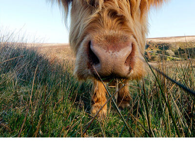 Highland cow photo canvas, Highland cow, Wildlife cow canvas, Highland cow wall art, Wildlife wall art, Animal print canvas