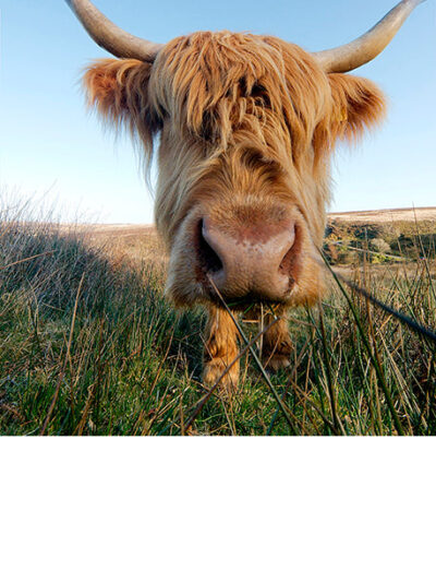 Highland cow photo canvas, Highland cow, Wildlife cow canvas, Highland cow wall art, Wildlife wall art, Animal print canvas