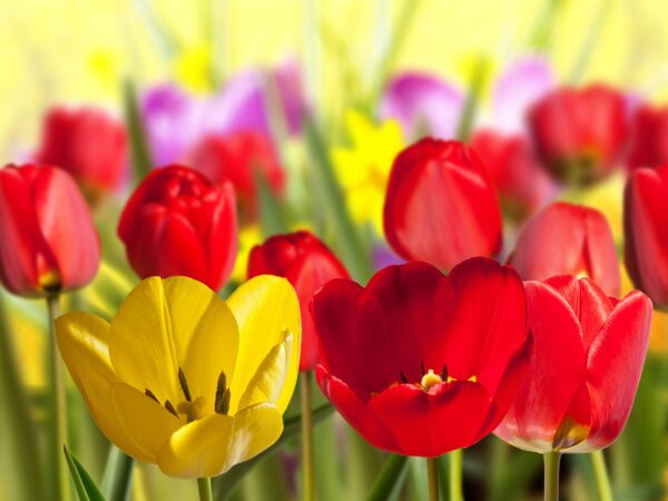 Lovely Colorful flowers Canvas, Nature flowers canvas, Large Flowers wall art Print, Flower wall art, Canvas gifts art, Colorful wall canvas