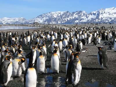Beautiful Penguin Canvas, Nature canvas, Penguin Canvas Print, Animal wall art, Canvas gifts, Penguins photo print