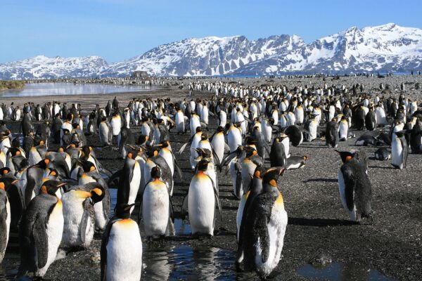 Beautiful Penguin Canvas, Nature canvas, Penguin Canvas Print, Animal wall art, Canvas gifts, Penguins photo print