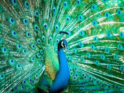 Beautiful Peacock canvas, Printed on Canvas, Bird canvas, Feathers Canvas Print, Animal wall art, Canvas gifts, Zoo animals, photo print