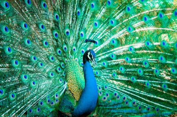 Beautiful Peacock canvas, Printed on Canvas, Bird canvas, Feathers Canvas Print, Animal wall art, Canvas gifts, Zoo animals, photo print