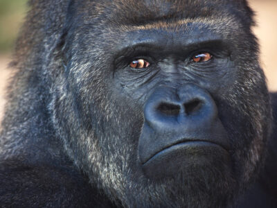 Beautiful Gorilla canvas, Printed on Canvas, Nature canvas, Gorilla Canvas Print, Animal wall art, Canvas gifts, Zoo animals, photo print