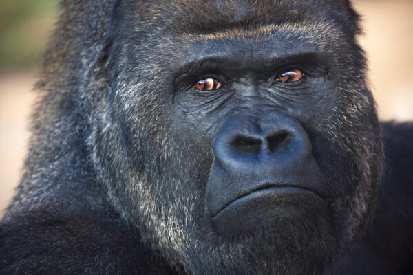 Beautiful Gorilla canvas, Printed on Canvas, Nature canvas, Gorilla Canvas Print, Animal wall art, Canvas gifts, Zoo animals, photo print