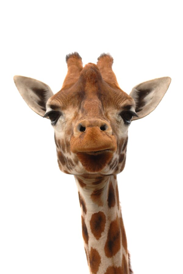 Giraffe photo canvas, Africa giraffe, Wildlife giraffe canvas, Giraffe wall art, Wildlife wall art, Animal print canvas