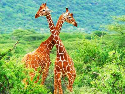 Giraffe photo canvas, Africa giraffe, Wildlife giraffe canvas, Giraffe wall art, Wildlife wall art, Animal print canvas