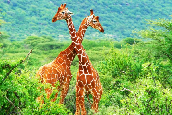 Giraffe photo canvas, Africa giraffe, Wildlife giraffe canvas, Giraffe wall art, Wildlife wall art, Animal print canvas