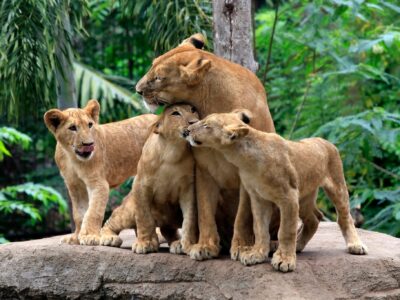Lion family canvas, Lion Canvas, Lion wildlife watercolor Animal Wall canvas,  Wildlife wall art, Lion family watercolor
