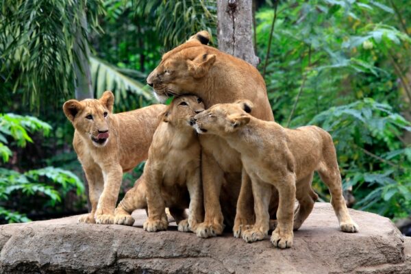 Lion family canvas, Lion Canvas, Lion wildlife watercolor Animal Wall canvas,  Wildlife wall art, Lion family watercolor
