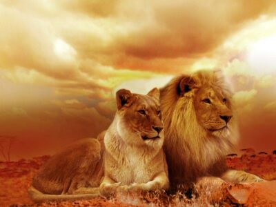 Lion canvas, Lion Canvas, Lion wildlife watercolor Animal Wall canvas,  Wildlife wall art, Lion family watercolor