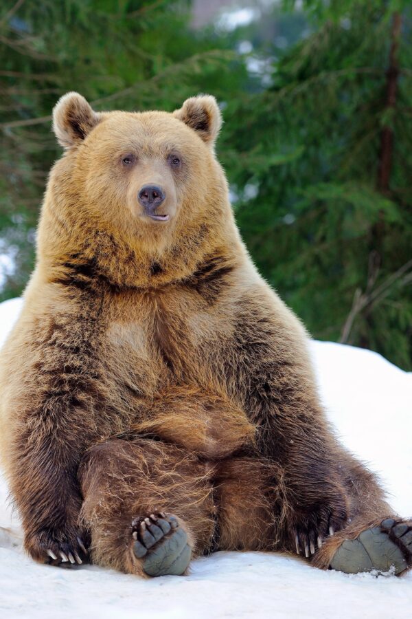 Brown Bear photo canvas, Brown Bear , Wildlife  Brown Bear canvas,  Brown Bear wall art, Wildlife wall art, Animal print canvas