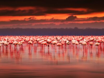 Beautiful Flamingo Canvas, Nature canvas, Flamingo Canvas Print, Animal wall art, Canvas gifts, Zoo animals, photo print