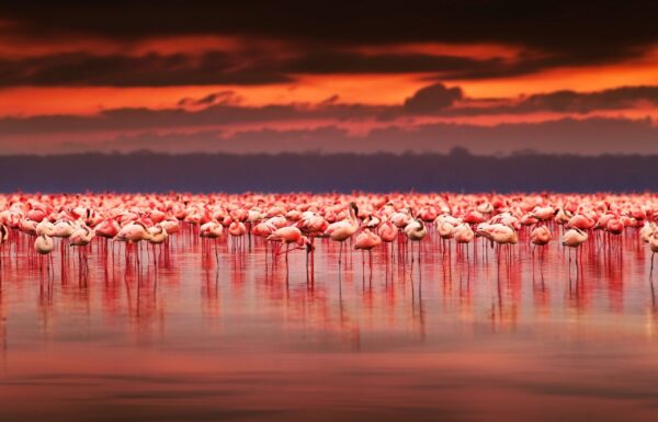 Beautiful Flamingo Canvas, Nature canvas, Flamingo Canvas Print, Animal wall art, Canvas gifts, Zoo animals, photo print