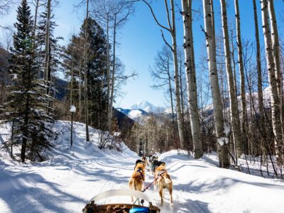 Dogs in snow canvas, Printed on Canvas, Nature canvas, Dog Racing Canvas Print, Animal wall art, Zoo animals, Tigers photo print