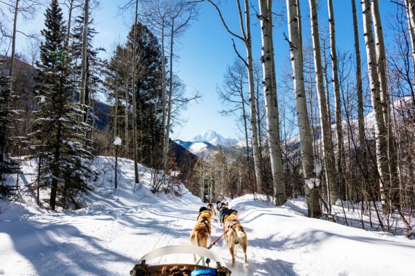 Dogs in snow canvas, Printed on Canvas, Nature canvas, Dog Racing Canvas Print, Animal wall art, Zoo animals, Tigers photo print
