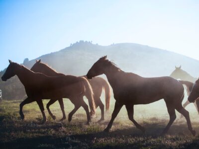 Wild Horses canvas, Color Canvas, Nature canvas, Wyoming horses Canvas Print, Animal wall art, Zoo animals, Horse photo print