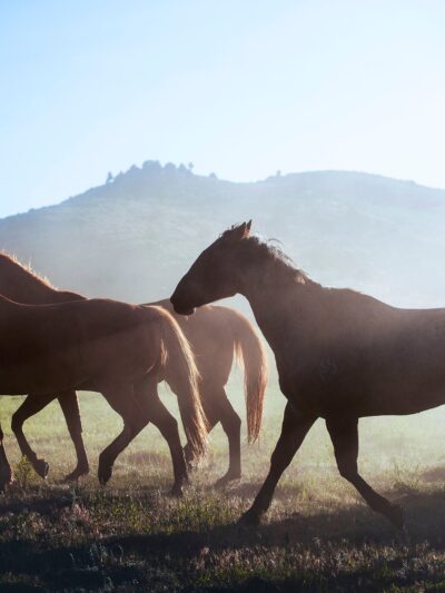 Wild Horses canvas, Color Canvas, Nature canvas, Wyoming horses Canvas Print, Animal wall art, Zoo animals, Horse photo print