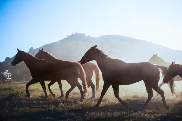 Wild Horses canvas, Color Canvas, Nature canvas, Wyoming horses Canvas Print, Animal wall art, Zoo animals, Horse photo print