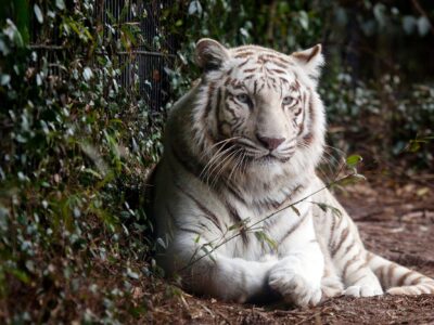 Bengal Tiger canvas, Printed on Canvas, Nature canvas, Tiger Canvas Print, Animal wall art, Zoo animals, Tiger photo print