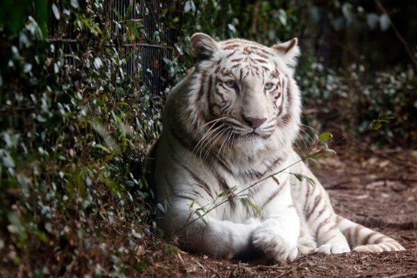 Bengal Tiger canvas, Printed on Canvas, Nature canvas, Tiger Canvas Print, Animal wall art, Zoo animals, Tiger photo print