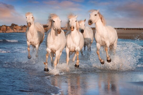 White Horses canvas, Color Canvas, Nature canvas, France horses Canvas Print, Animal wall art, Zoo animals, Horse photo print