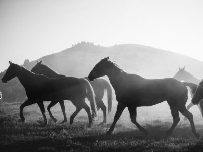 Wild Horses canvas, Black and White Canvas, Nature canvas, Wyoming horses Canvas Print, Animal wall art, Zoo animals, Horse photo print