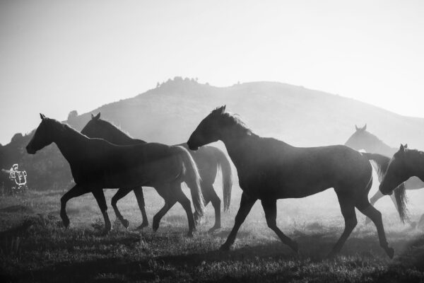 Wild Horses canvas, Black and White Canvas, Nature canvas, Wyoming horses Canvas Print, Animal wall art, Zoo animals, Horse photo print