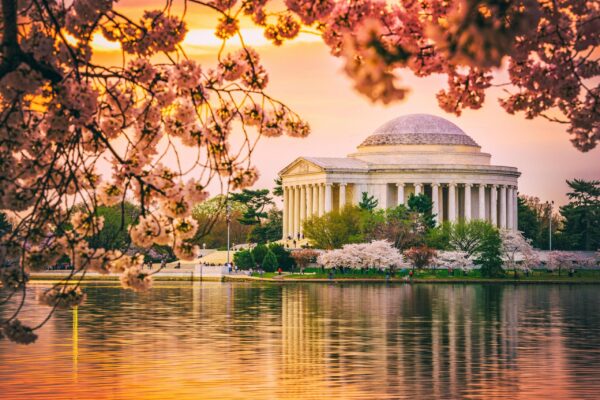 Beautiful Cherry Blossom canvas photo,  Washington DC canvas, Monument Canvas Print, Blossom wall art, Canvas gifts, Cherry Blossom canvas