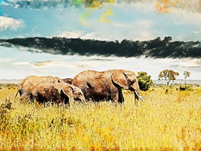 African Elephant watercolor canvas, Printed on Canvas, Nature canvas, Elephants watercolor Canvas Print,  art, Elephant photo print