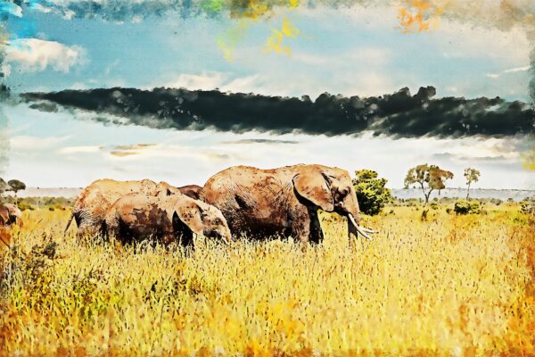 African Elephant watercolor canvas, Printed on Canvas, Nature canvas, Elephants watercolor Canvas Print,  art, Elephant photo print