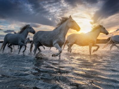 White Horses canvas, Color Canvas, Nature canvas, France horses Canvas Print, Animal wall art, Zoo animals, Horse photo print