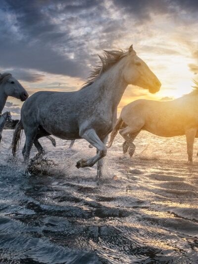 White Horses canvas, Color Canvas, Nature canvas, France horses Canvas Print, Animal wall art, Zoo animals, Horse photo print