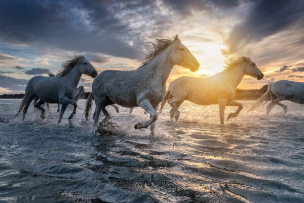White Horses canvas, Color Canvas, Nature canvas, France horses Canvas Print, Animal wall art, Zoo animals, Horse photo print