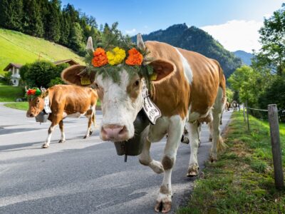 Cow with Cowbell and flowers photo canvas, Cow wall art, Wildlife cow canvas, , Wildlife wall art, Animal print canvas