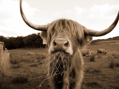 Highland cow sepia photo canvas, Highland cow canvas sepia, Wildlife cow canvas, Highland cow wall art, Wildlife wall art,