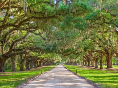Charleston plantation entrance canvas, Charleston Canvas, Plantation canvas, Old South wall art, Canvas Gift, Plantation canvas