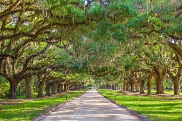 Charleston plantation entrance canvas, Charleston Canvas, Plantation canvas, Old South wall art, Canvas Gift, Plantation canvas