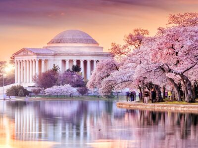 Beautiful Cherry Blossom canvas photo,  Washington DC canvas, Jefferson Memorial ,Blossom wall art, Canvas gifts, Cherry Blossom canvas