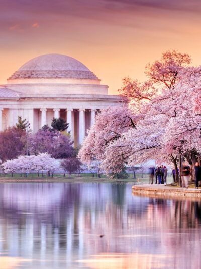 Beautiful Cherry Blossom canvas photo,  Washington DC canvas, Jefferson Memorial ,Blossom wall art, Canvas gifts, Cherry Blossom canvas