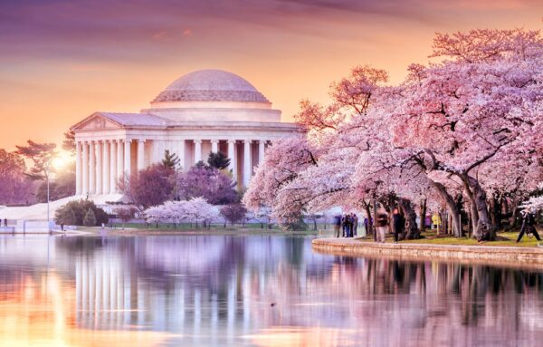 Beautiful Cherry Blossom canvas photo,  Washington DC canvas, Jefferson Memorial ,Blossom wall art, Canvas gifts, Cherry Blossom canvas