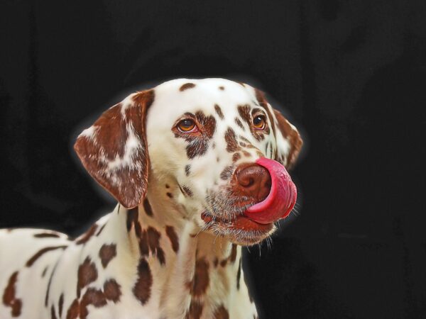 Custom Pet Portrait | Custom Animal Portrait | Digital Pet Painting from photo | Pet Sketch From Photo | Watercolor digital Hand Painting - Image 2